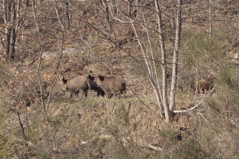 IL CINGHIALE